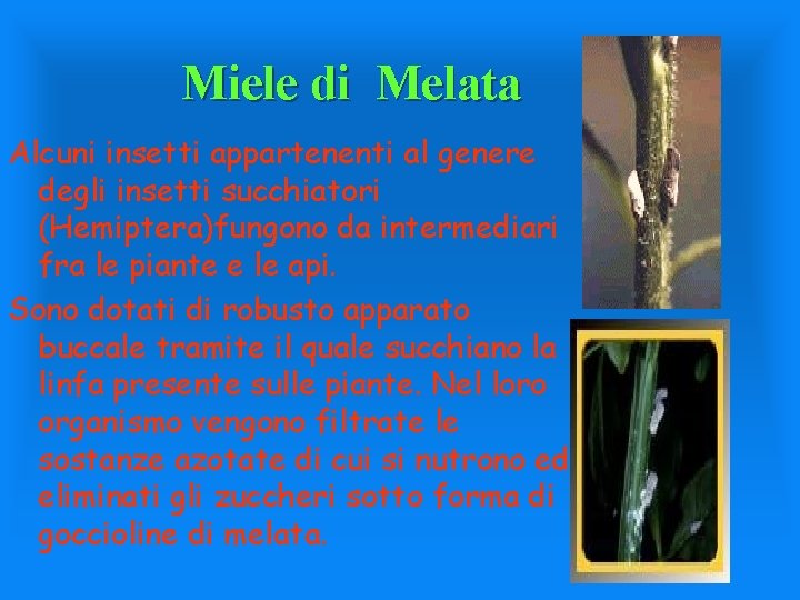 Miele di Melata Alcuni insetti appartenenti al genere degli insetti succhiatori (Hemiptera)fungono da intermediari