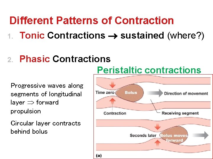 Different Patterns of Contraction 1. Tonic Contractions sustained (where? ) 2. Phasic Contractions Peristaltic Different Patterns of Contraction 1. Tonic Contractions sustained (where? ) 2. Phasic Contractions Peristaltic
