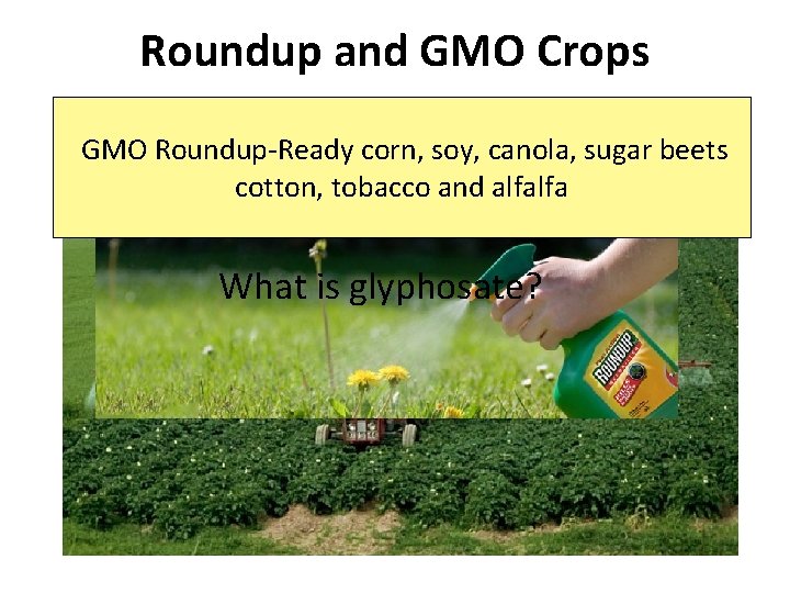 Roundup and GMO Crops GMO Roundup-Ready corn, soy, canola, sugar beets cotton, tobacco and
