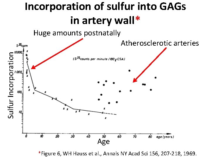 Incorporation of sulfur into GAGs in artery wall* Huge amounts postnatally Sulfur Incorporation Atherosclerotic