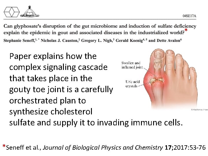 * Paper explains how the complex signaling cascade that takes place in the gouty