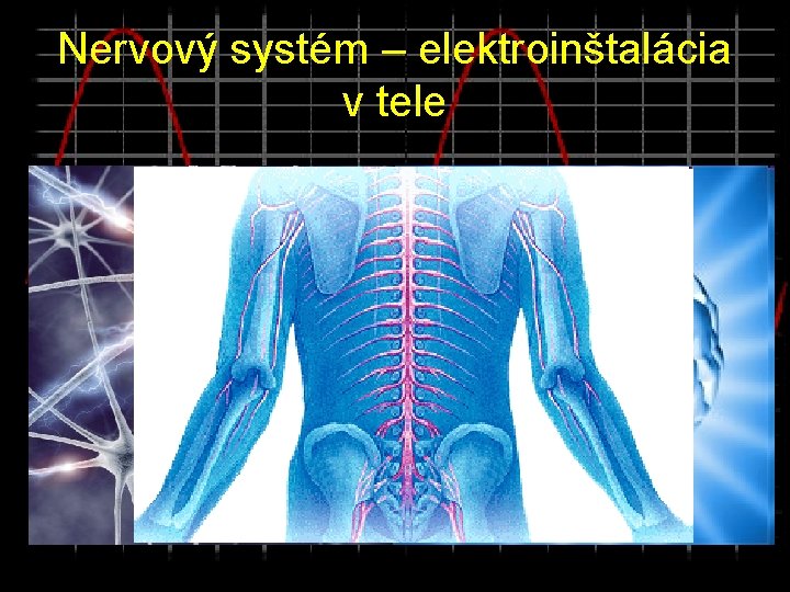 Nervový systém – elektroinštalácia v tele 