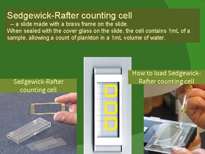 Sedgewick-Rafter counting cell -- a slide made with a brass frame on the slide.