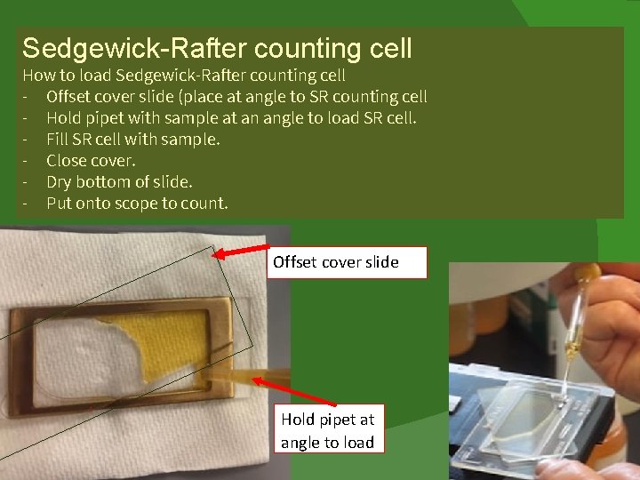 Sedgewick-Rafter counting cell How to load Sedgewick-Rafter counting cell - Offset cover slide (place