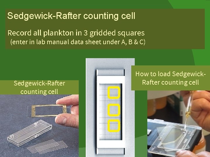Sedgewick-Rafter counting cell Record all plankton in 3 gridded squares (enter in lab manual