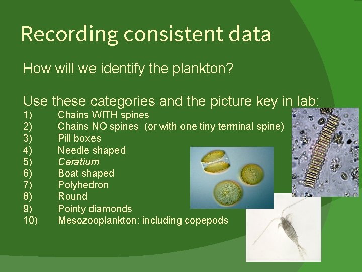 Recording consistent data How will we identify the plankton? Use these categories and the