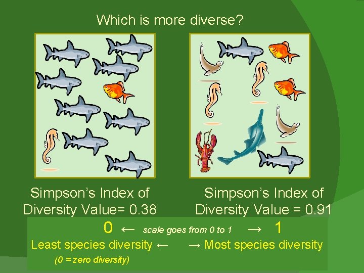 Which is more diverse? Simpson’s Index of Diversity Value= 0. 38 Diversity Value =