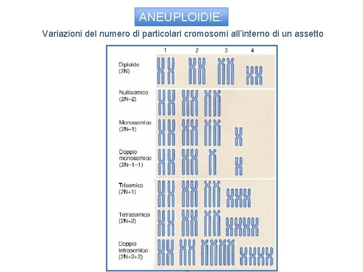 ANEUPLOIDIE: Variazioni del numero di particolari cromosomi all’interno di un assetto 