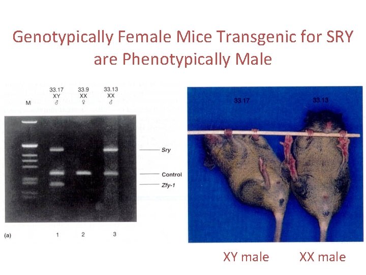Genotypically Female Mice Transgenic for SRY are Phenotypically Male XY male XX male 