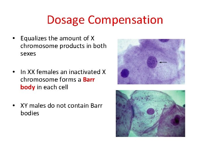 Dosage Compensation • Equalizes the amount of X chromosome products in both sexes •