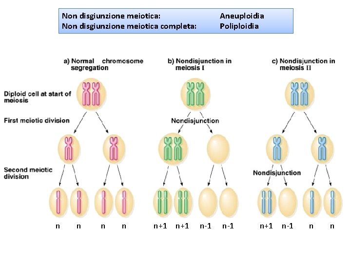 Non disgiunzione meiotica: Non disgiunzione meiotica completa: n n n+1 Aneuploidia Poliploidia n-1 n+1