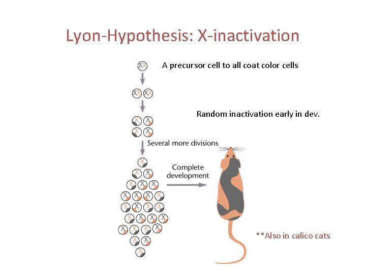 Lyon-Hypothesis: X-inactivation A precursor cell to all coat color cells Random inactivation early in