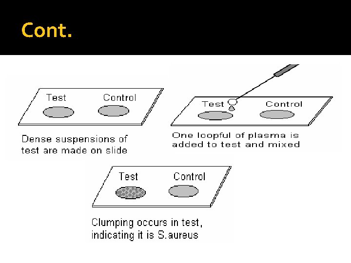 Loopful General Microbiology Laboratory Biochemical Test biology and biotechnology