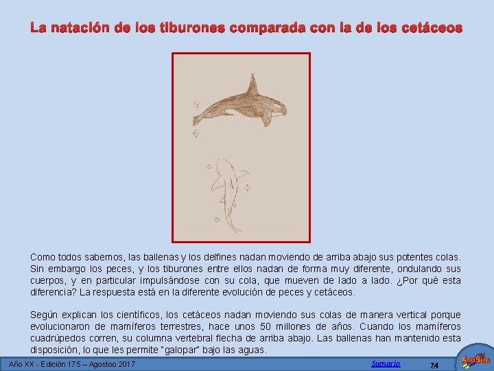 La natación de los tiburones comparada con la de los cetáceos Como todos sabemos,