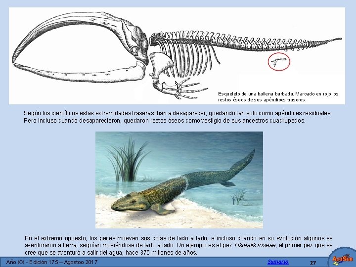 Esqueleto de una ballena barbada. Marcado en rojo los restos óseos de sus apéndices