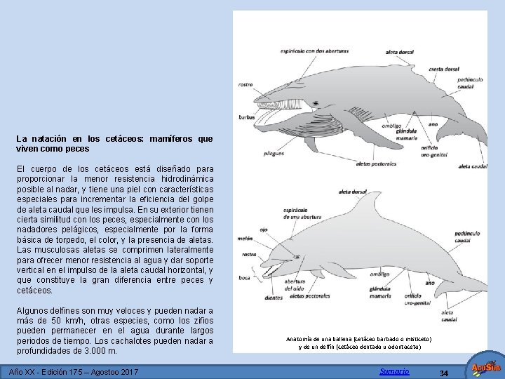 La natación en los cetáceos: mamíferos que viven como peces El cuerpo de los