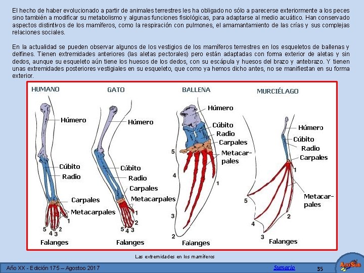 El hecho de haber evolucionado a partir de animales terrestres les ha obligado no