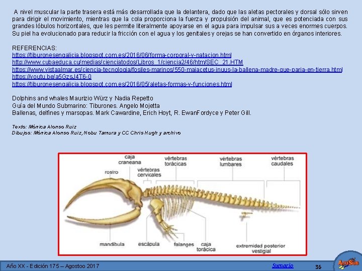 A nivel muscular la parte trasera está más desarrollada que la delantera, dado que