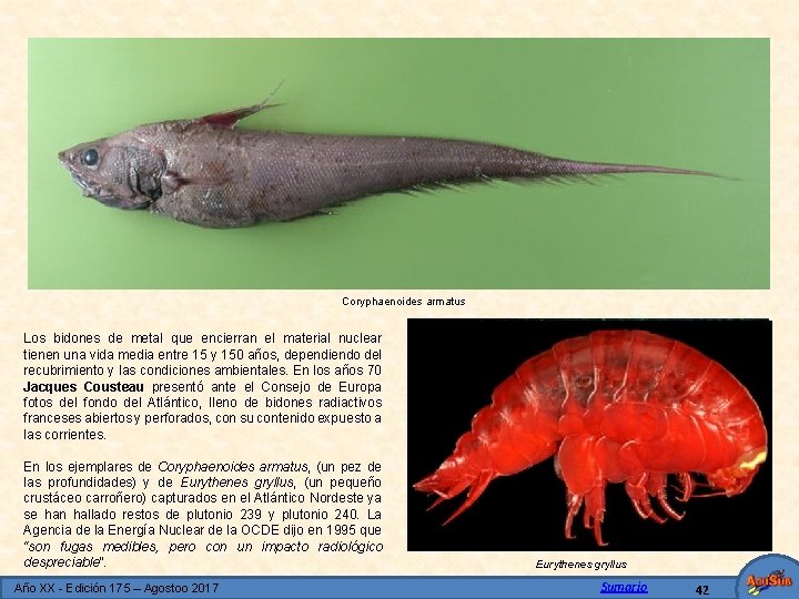 Coryphaenoides armatus Los bidones de metal que encierran el material nuclear tienen una vida