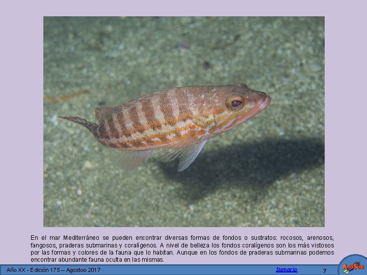 En el mar Mediterráneo se pueden encontrar diversas formas de fondos o sustratos: rocosos,