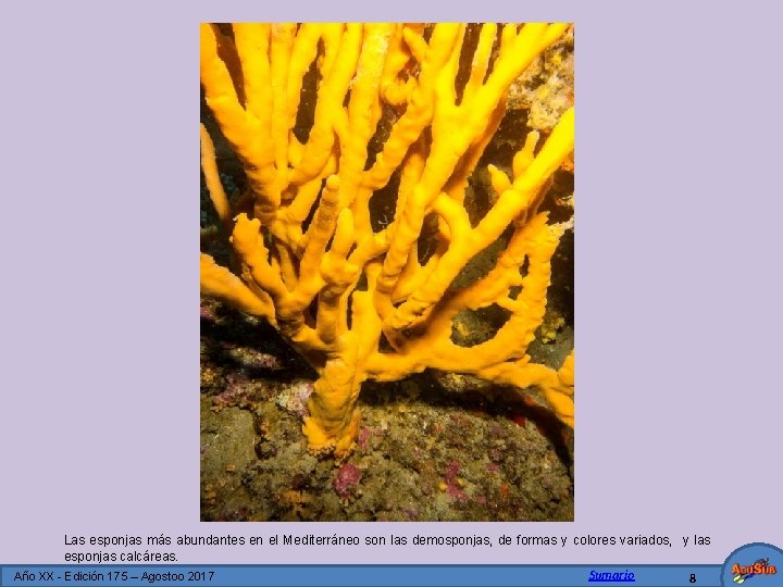 Las esponjas más abundantes en el Mediterráneo son las demosponjas, de formas y colores