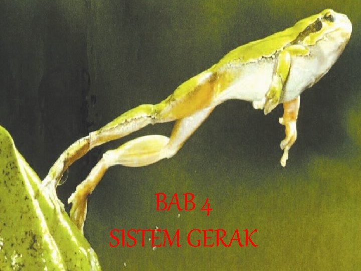 BAB 4 SISTEM GERAK 
