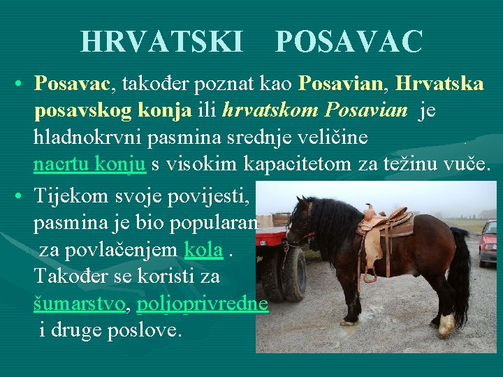 HRVATSKI POSAVAC • Posavac, također poznat kao Posavian, Hrvatska posavskog konja ili hrvatskom Posavian