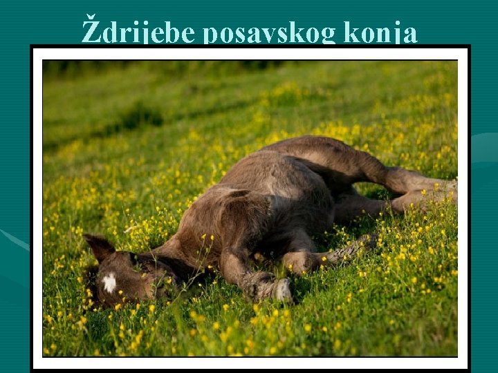 Ždrijebe posavskog konja 