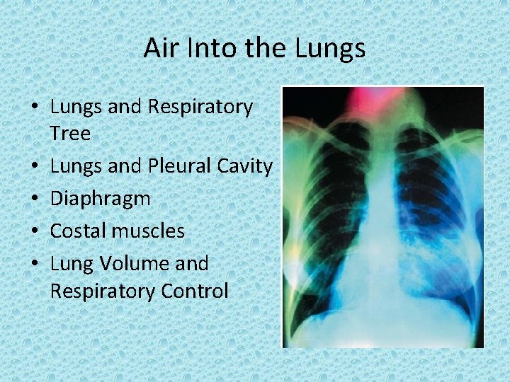 Air Into the Lungs • Lungs and Respiratory Tree • Lungs and Pleural Cavity
