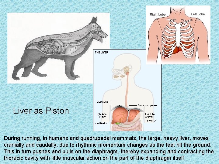 Liver as Piston During running, in humans and quadrupedal mammals, the large, heavy liver,