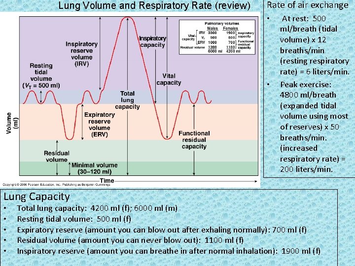 Lung Volume and Respiratory Rate (review) Rate of air exchange • • Lung Capacity