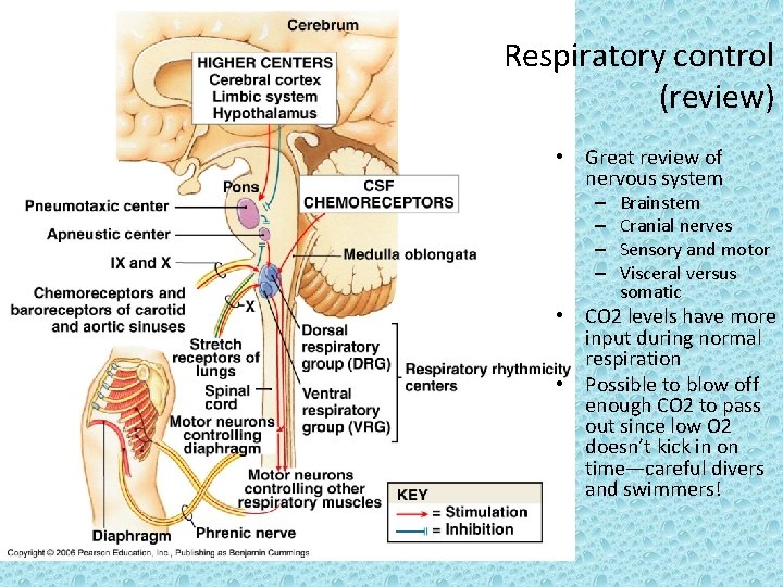 Respiratory control (review) • Great review of nervous system – – Brainstem Cranial nerves