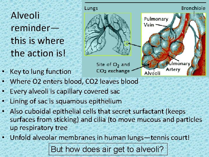 Alveoli reminder— this is where the action is! Key to lung function Where O
