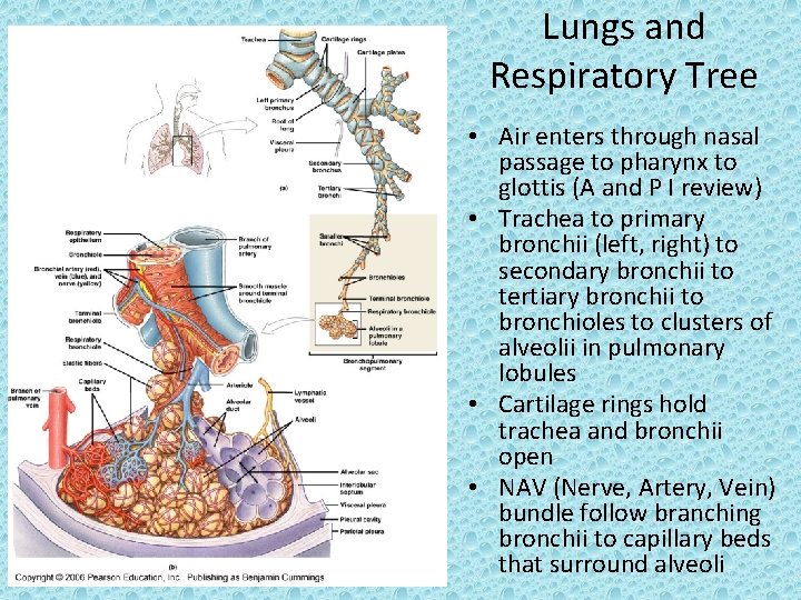 Lungs and Respiratory Tree • Air enters through nasal passage to pharynx to glottis