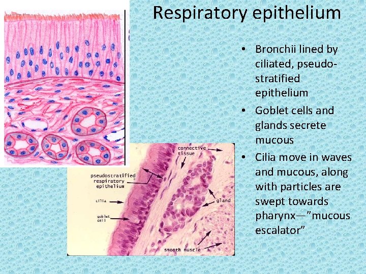 Respiratory epithelium • Bronchii lined by ciliated, pseudostratified epithelium • Goblet cells and glands
