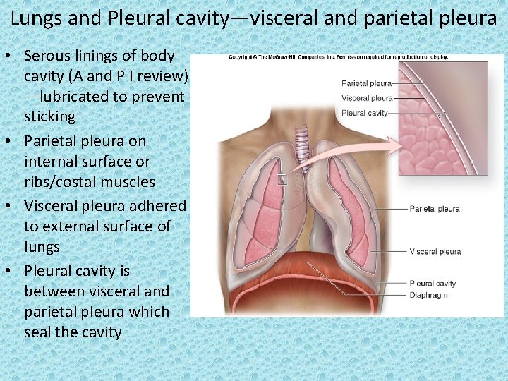 Lungs and Pleural cavity—visceral and parietal pleura • Serous linings of body cavity (A