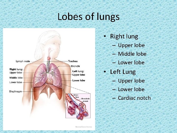 Lobes of lungs • Right lung – Upper lobe – Middle lobe – Lower