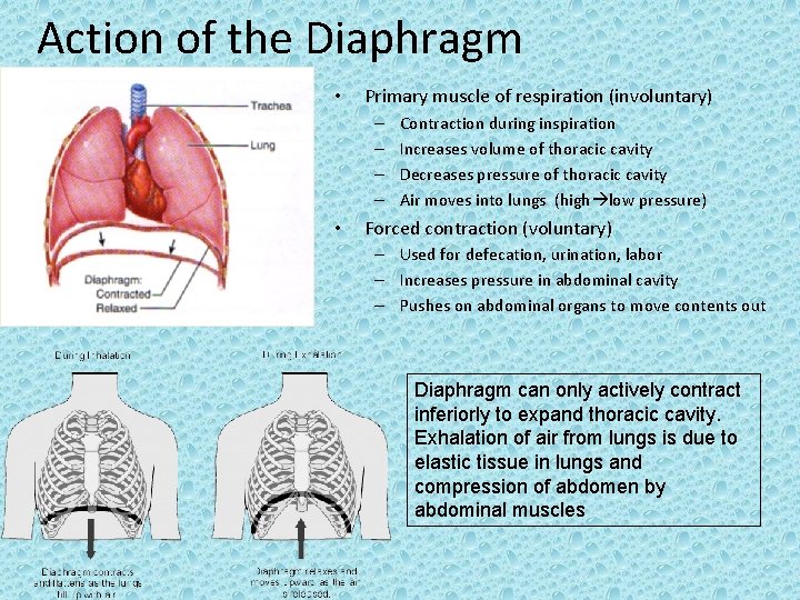 Action of the Diaphragm • Primary muscle of respiration (involuntary) – – • Contraction