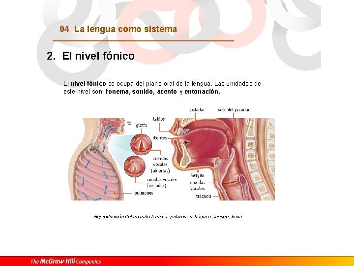 04 La lengua como sistema 2. El nivel fónico se ocupa del plano oral