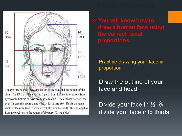 Facial Proportions You will know how to draw a human face using the correct