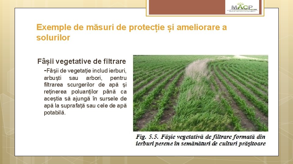 Exemple de măsuri de protecție și ameliorare a solurilor Fâșii vegetative de filtrare -Fâşii