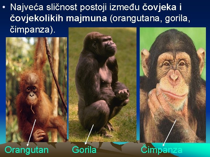  • Najveća sličnost postoji između čovjeka i čovjekolikih majmuna (orangutana, gorila, čimpanza). Orangutan