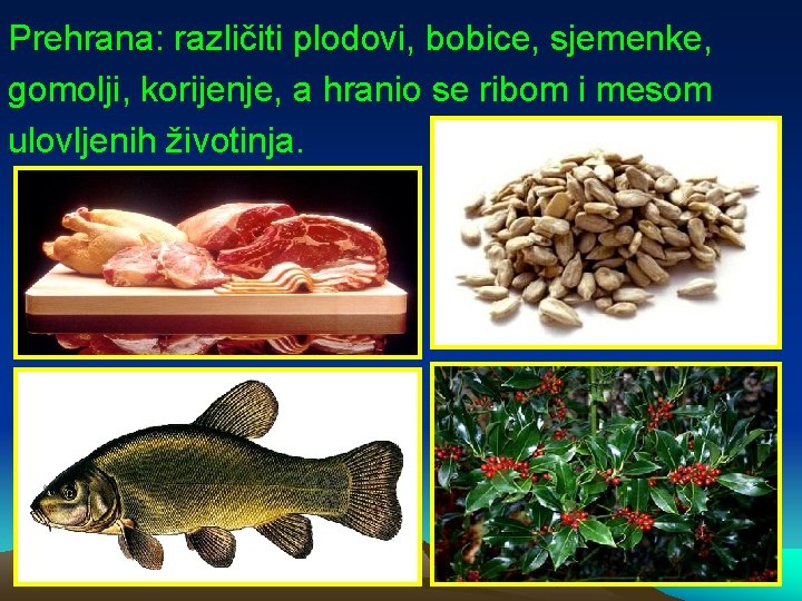 Prehrana: različiti plodovi, bobice, sjemenke, gomolji, korijenje, a hranio se ribom i mesom ulovljenih