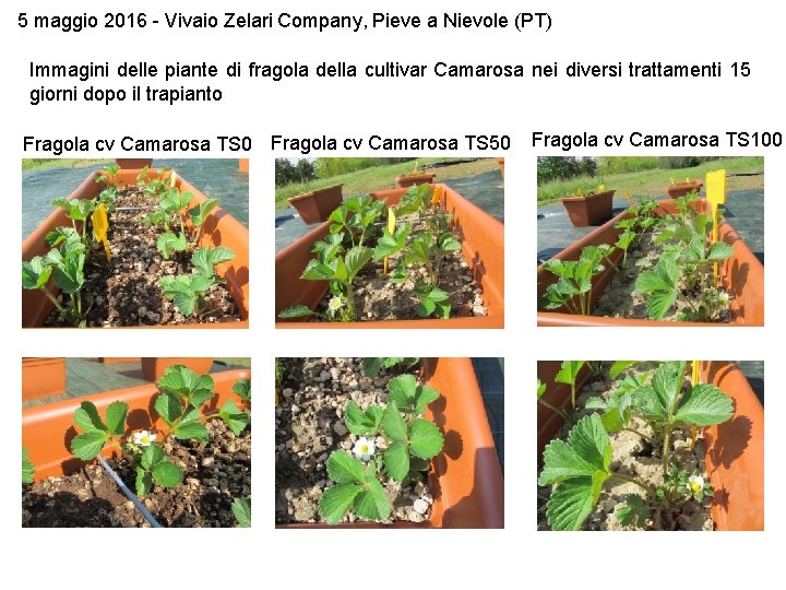 5 maggio 2016 - Vivaio Zelari Company, Pieve a Nievole (PT) Immagini delle piante