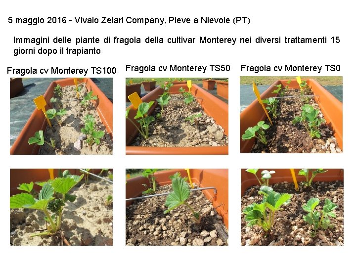 5 maggio 2016 - Vivaio Zelari Company, Pieve a Nievole (PT) Immagini delle piante