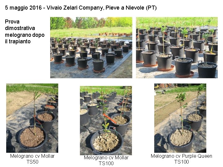 5 maggio 2016 - Vivaio Zelari Company, Pieve a Nievole (PT) Prova dimostrativa melograno