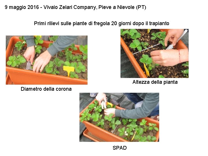 9 maggio 2016 - Vivaio Zelari Company, Pieve a Nievole (PT) Primi rilievi sulle