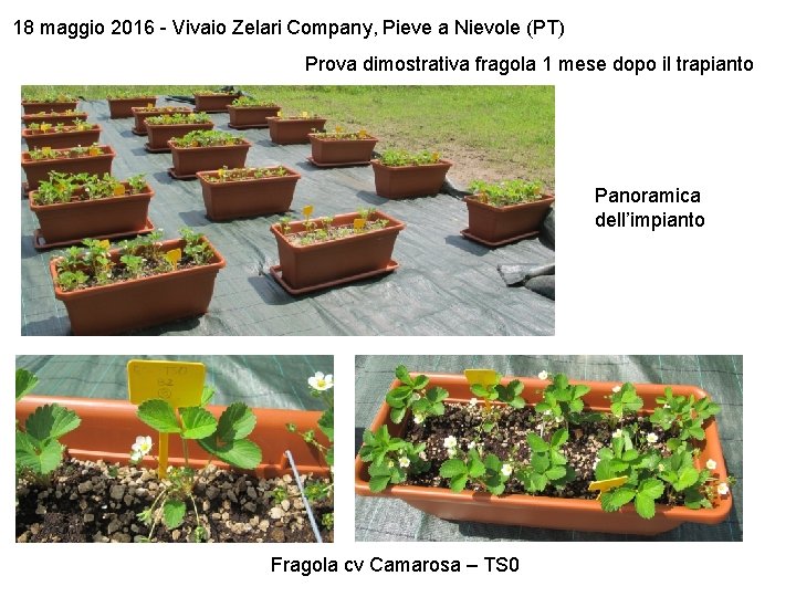 18 maggio 2016 - Vivaio Zelari Company, Pieve a Nievole (PT) Prova dimostrativa fragola