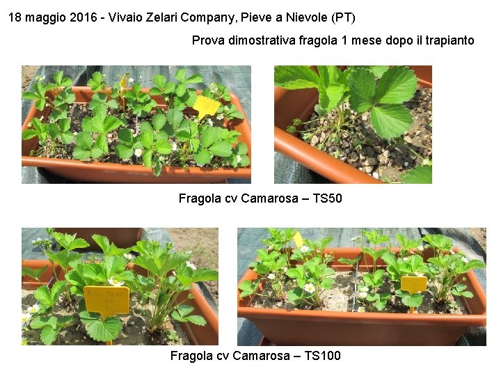 18 maggio 2016 - Vivaio Zelari Company, Pieve a Nievole (PT) Prova dimostrativa fragola