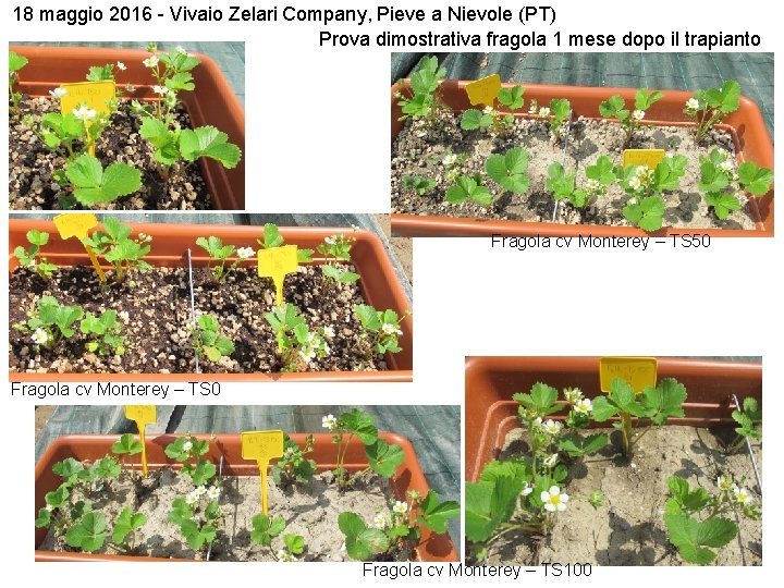 18 maggio 2016 - Vivaio Zelari Company, Pieve a Nievole (PT) Prova dimostrativa fragola